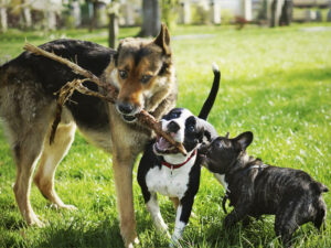 Three friendly happy playing dogs in summer park. German shepherd, american staffordshire terrier and french bulldog holding one stick. Different dog breeds have fun together.